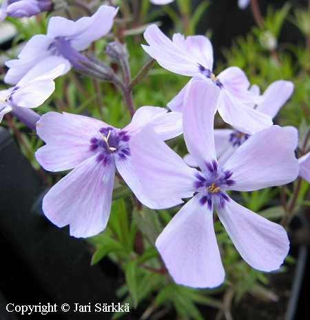 Phlox subulata 'Benita', sammalleimu